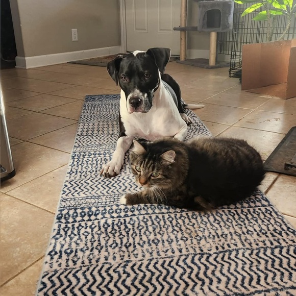 Live Show Flyer, Hangout with @hey_its_hayley ❤️Unlisted, steal deals, and more! - Picture 4 of 6